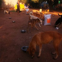 photo de livraison pour Help Adopt Moroccan Animals