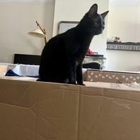 photo de livraison pour Association C.A.T.S. Chat Animal Terrien Solidarité