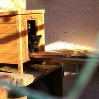 photo de livraison pour Amicale Chats