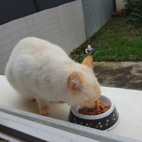 photo de livraison pour LES CHATS DE NOS MONTAGNES