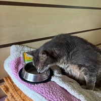 photo de livraison pour Ecole du Chat de Poitiers