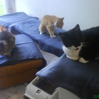 photo de livraison pour Pattes de Chats 50