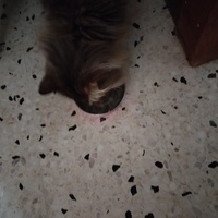 photo de livraison pour Chats Grains d'Amour