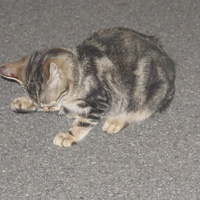 photo de livraison pour Chat Libre de l'Ile du Ramier