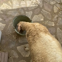 photo de livraison pour Chats Libres de Béziers