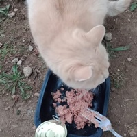 photo de livraison pour Les Chats-Pitresdelavi-Ste