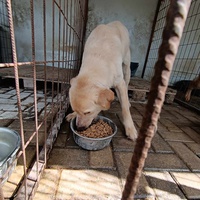 photo de livraison pour Civic Initiative Kane Korzo Skopje