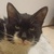 photo animal