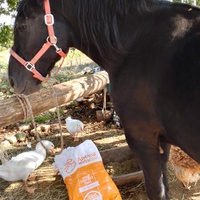 photo de livraison pour Equi-Libre : Droit à la Retraite Equine
