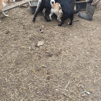 photo de livraison pour Društvo za zaštitu životinja "Bela"