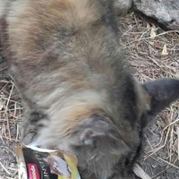 photo de livraison pour Les Chats-Pitresdelavi-Ste