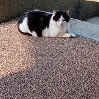 photo de livraison pour Chat de Gout'hier sans Toit