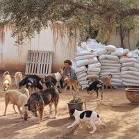 photo de livraison pour Help Adopt Moroccan Animals