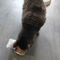 photo de livraison pour Les Chats de la Rue