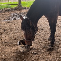 photo de livraison pour Les Crins de la Lande