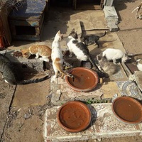 photo de livraison pour ADAN Essaouira