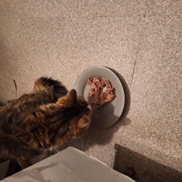 photo de livraison pour Protect Cat
