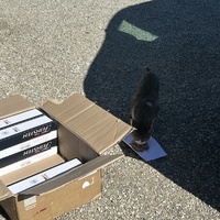 photo de livraison pour Les chats Port-Saint-Louisiens