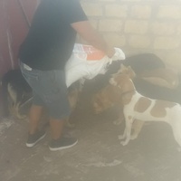 photo de livraison pour Association Mira Protection des Animaux et de l'Environnement
