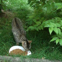 photo de livraison pour Marlychats sans toit