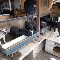 photo de livraison pour Društvo za zaštitu životinja "Bela"