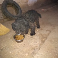 photo de livraison pour Lina's animal rescue
