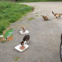 photo de livraison pour Chats Sans Toi"T"