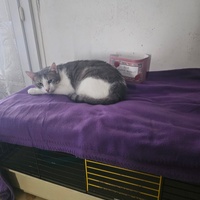 photo de livraison pour Association des Chats Camarguais