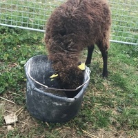 photo de livraison pour La Ferme des Zanimobiles