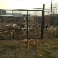 photo de livraison pour Animals voice Macedonia