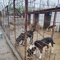 photo de livraison pour Svetlana Bjelogrlic