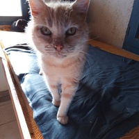 photo de livraison pour Amicale Chats