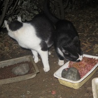 photo de livraison pour Chat Libre de l'Ile du Ramier