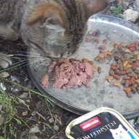 photo de livraison pour Les Chats-Pitresdelavi-Ste