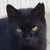 photo animal