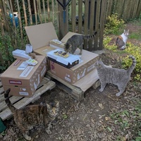 photo de livraison pour Adoption Féline Estuaire