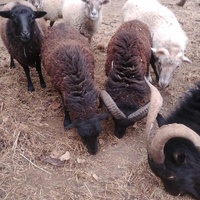 photo de livraison pour HELP