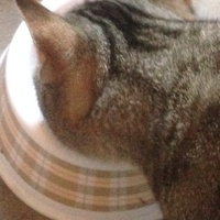 photo de livraison pour Cosette