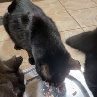 photo de livraison pour Chat de Gout'hier sans Toit