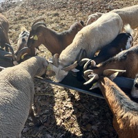 photo de livraison pour Refuge du Poil à la Plume