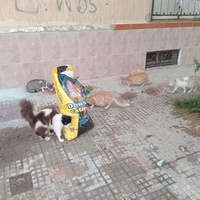 photo de livraison pour Comme Chiens et Chats Maroc