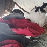 photo de livraison pour L'Arche de la Gazelle