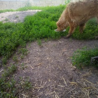 photo de livraison pour Serbian Society for the Protection of Animals - SSPA