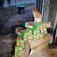 photo de livraison pour Arche de Véra