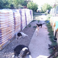 photo de livraison pour Antonia Save Animals