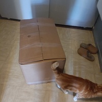 photo de livraison pour Protect Cat