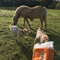 photo de livraison pour Espoir au Galop