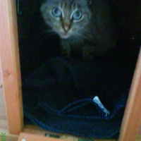 photo de livraison pour Pattes de Chats 50