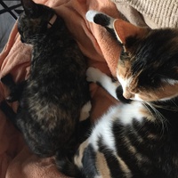 photo de livraison pour Les Chats Libres Condom 32