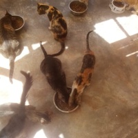 photo de livraison pour Help Adopt Moroccan Animals